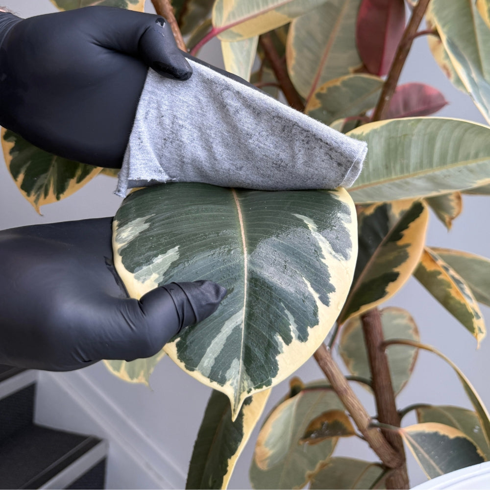 Wash Your Leaves With Eco Plant Wash
