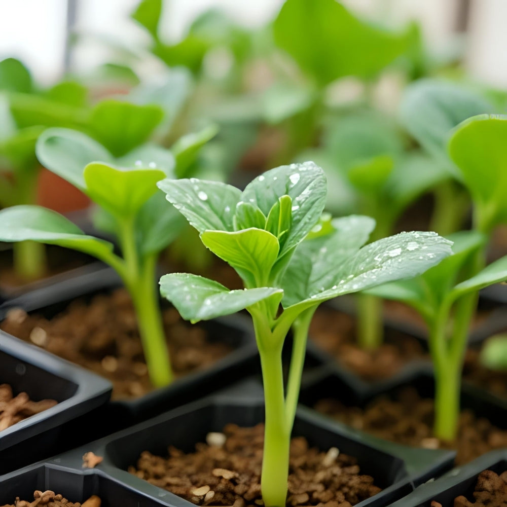 Can I Apply Eco Pant Wash To Seedlings?